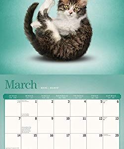 Yoga Cats OFFICIAL 2021 12 x 12 Inch Monthly Square Wall Calendar, Animals Humor Cat