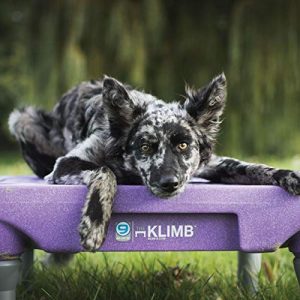 Blue-9 Klimb Training Kit, Professionally Designed Dog Platform and Accessories for Training and Agility and Accessories, Black