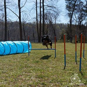 Lord Anson™ Dog Agility Set - Dog Agility Equipment - 1 Dog Tunnel, 6 Weave Poles, 1 Dog Agility Jump - Canine Agility Set for Dog Training, Obedience, Rehabilitation